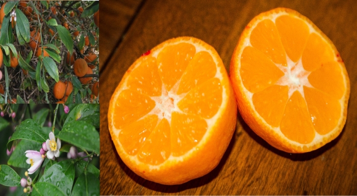 Гибриды цитрусовых