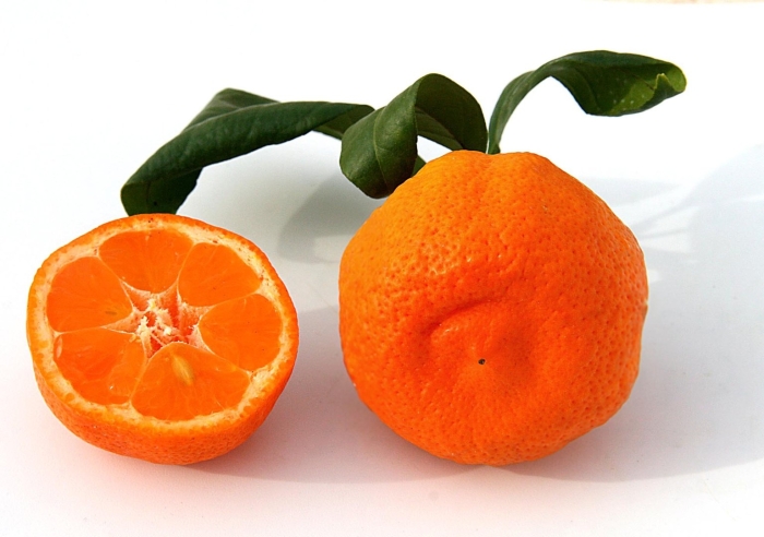 Лиметта росса