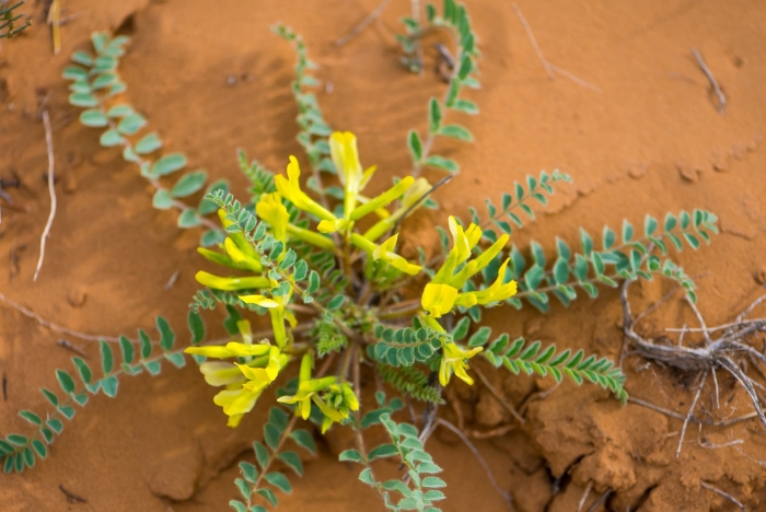Астрагал густоветвистый