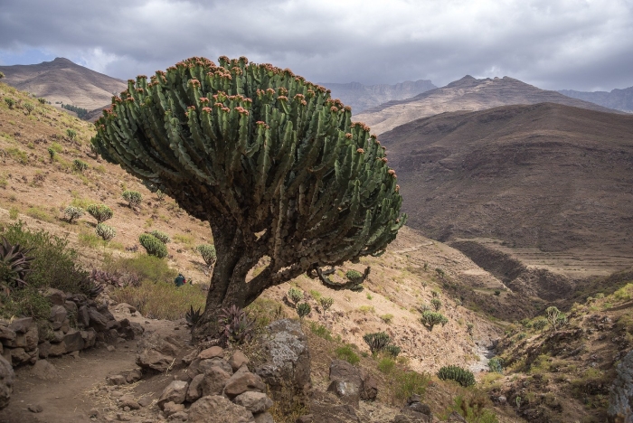 Эфиопия ксерофитные редколесья