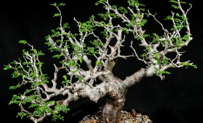 Commiphora monstruosa