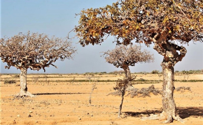 Мирра дерево