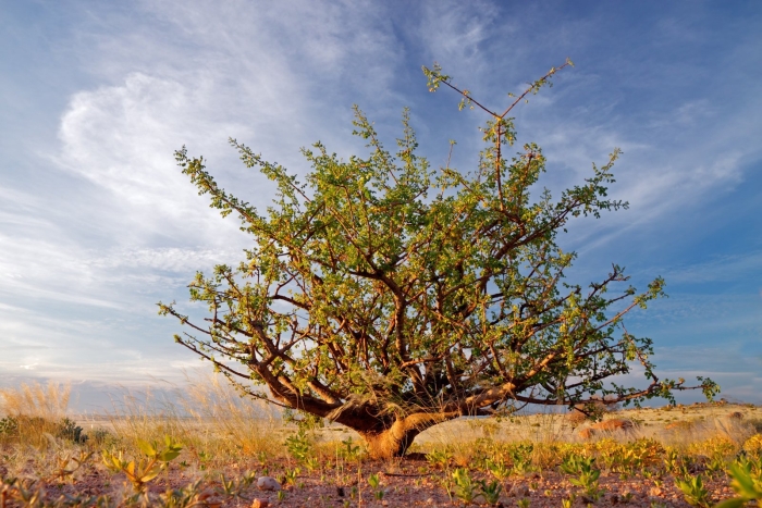 Ладанное дерево