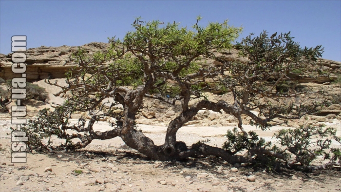 Босвеллия сакра