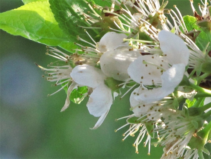 Черемуха антипка prunus mahaleb
