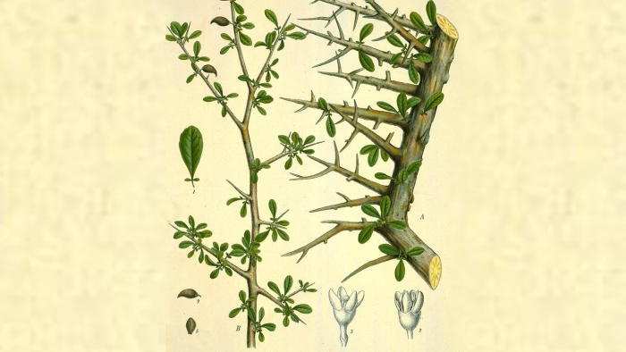 Medicinal plant