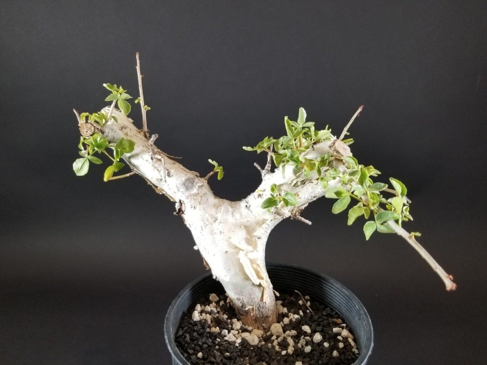 Commiphora kraeuseliana