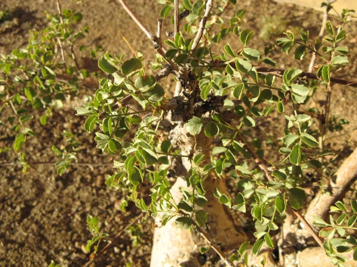Commiphora gileadensis