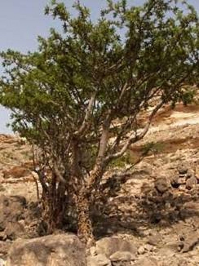 Frankincense tree