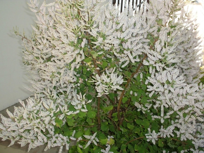 Лиана горец ауберта