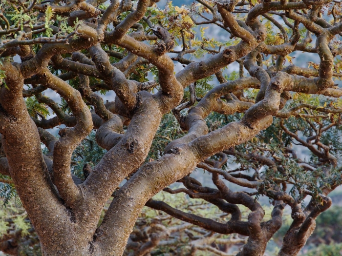 Босвеллия дерево