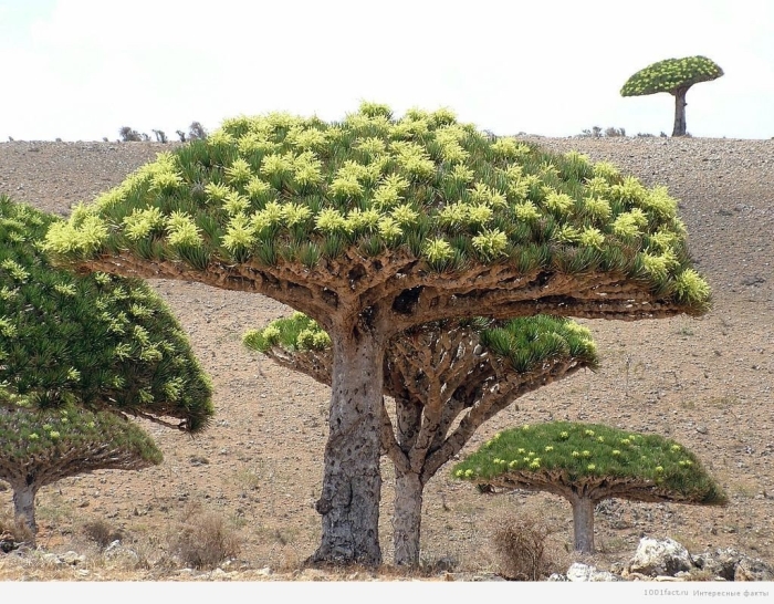 Драконово дерево сокотры