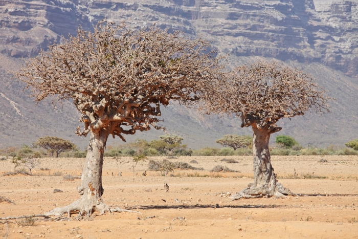 Commiphora myrrha