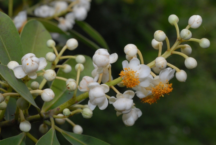 Calophyllum inophyllum