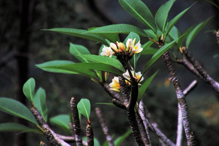 Дерево мирра цветок