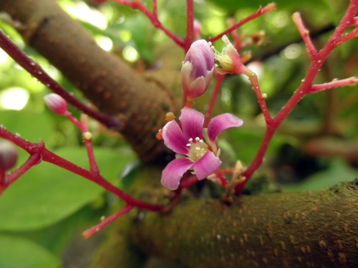 Карамбола дерево