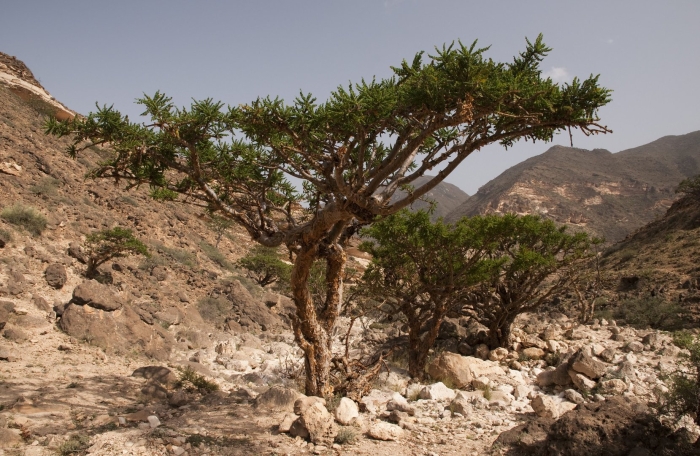 Босвеллия ладан