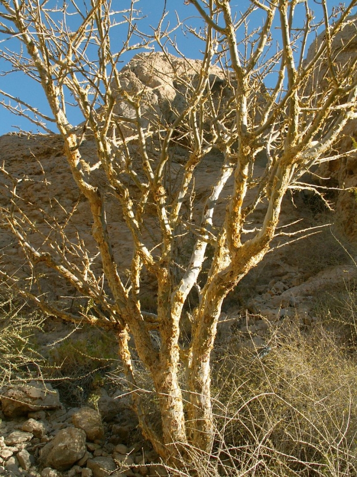 Foothill palo verde (cercidium microphyllum).