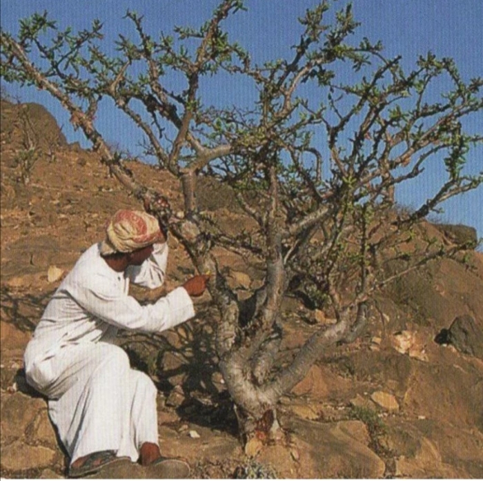 Дерево ладан