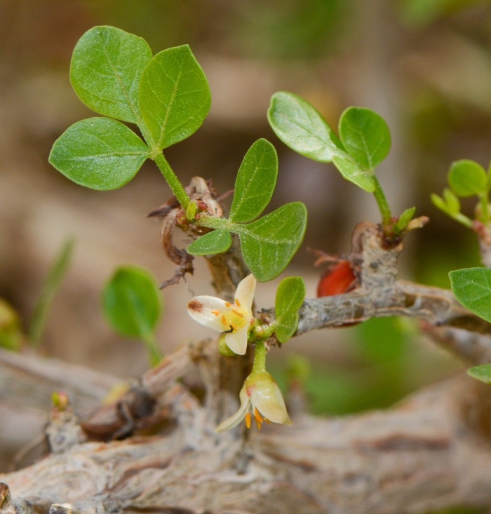 Commiphora opobalsamum