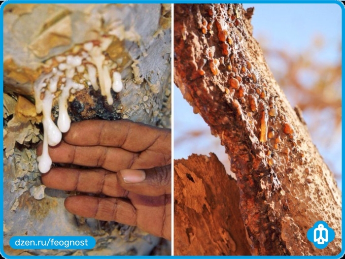 Босвеллия дерево ладан