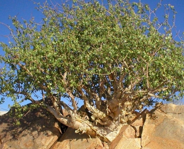 Коммифора мирра