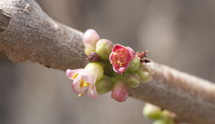 Euphorbia antisyphilitica
