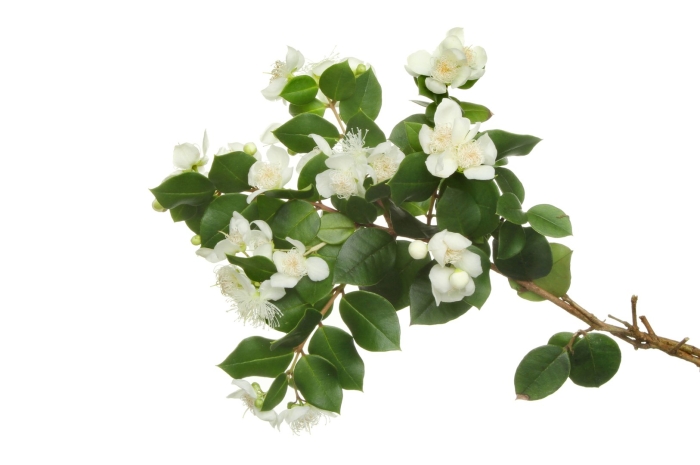 Веточка мирта