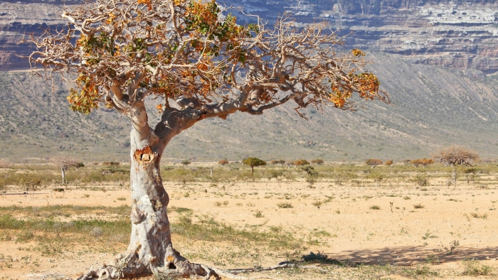 Commiphora myrrha