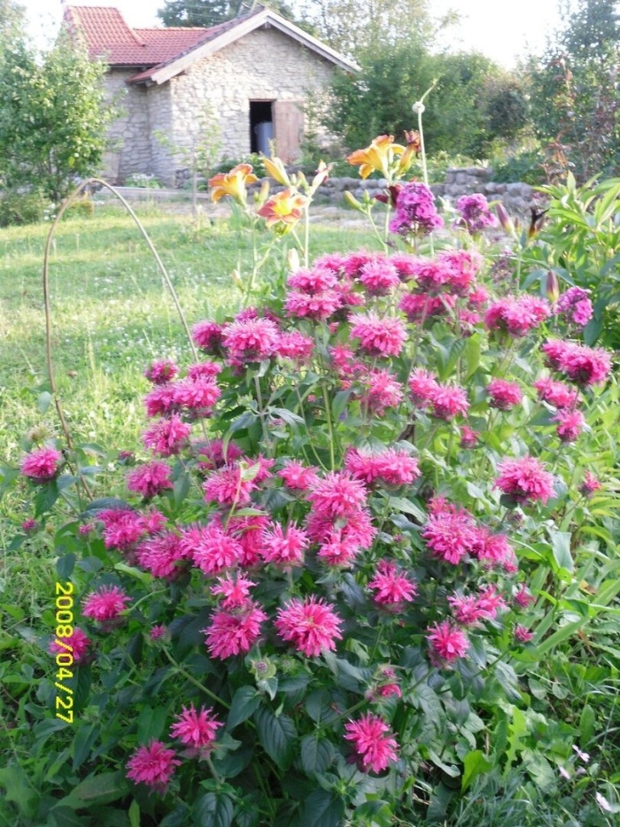 Монарда мона лиза