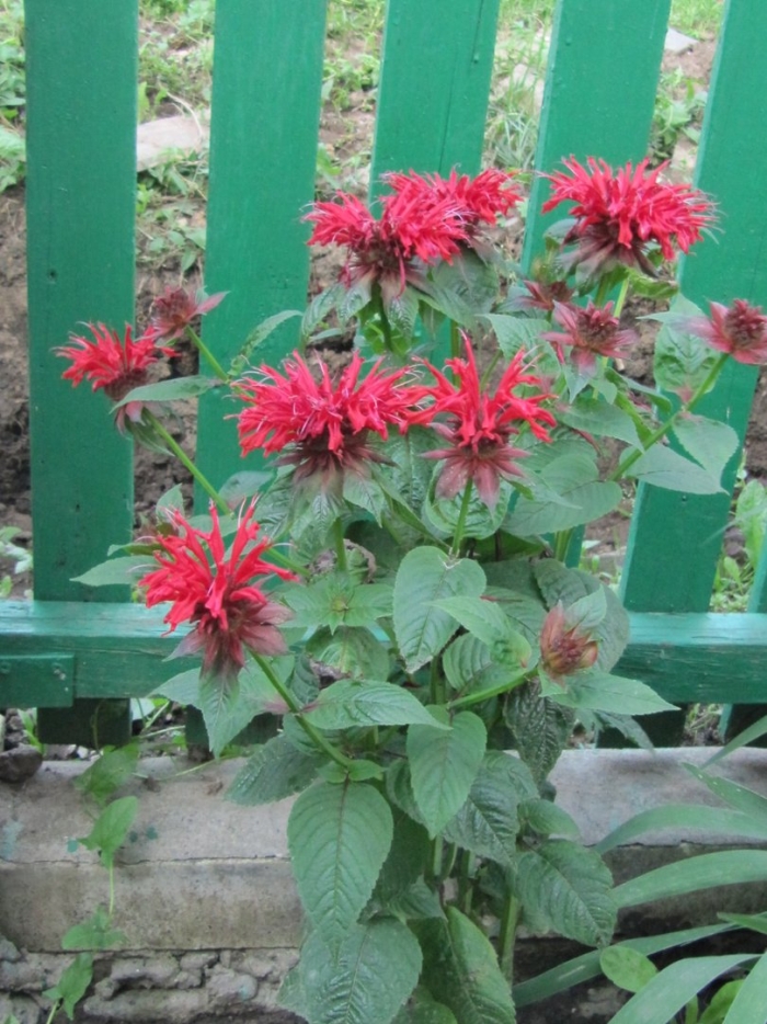 Монарда двойчатая бергама