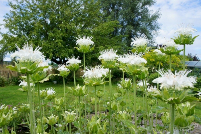 Монарда шнеевитхен