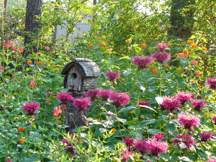 Монарда двойчатая