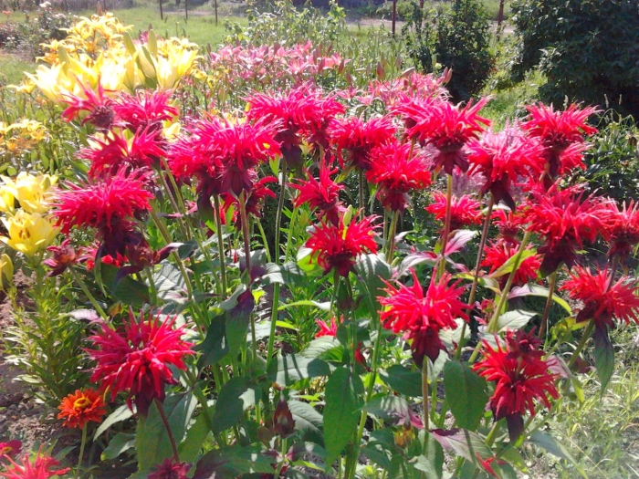 Монарда гарденвью скарлетт