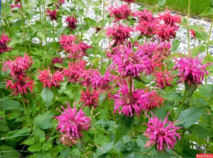 Монарда двойчатая красная