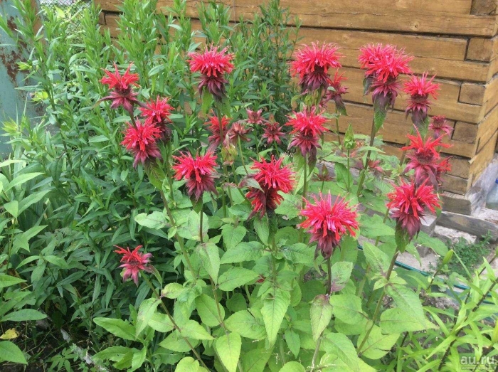 Цветок бергамот монарда