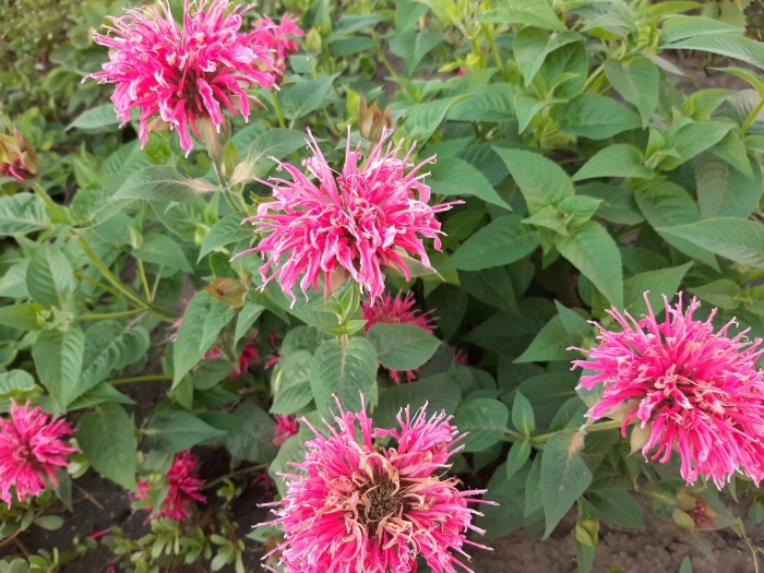 Растение монарда