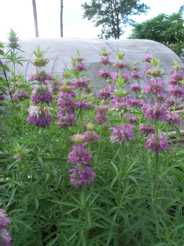 Монарда лимонная