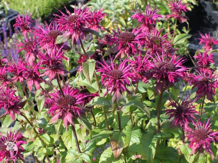Monarda 'gewitterwolke'