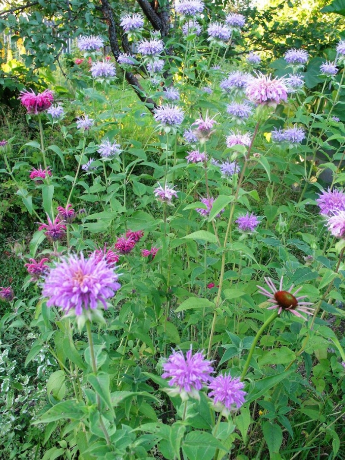 Монарда куст