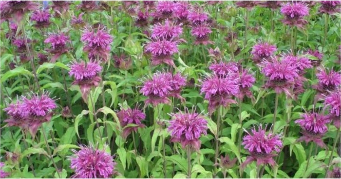 Монарда растение