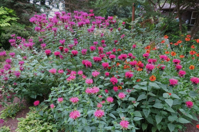 Монарда фаербол