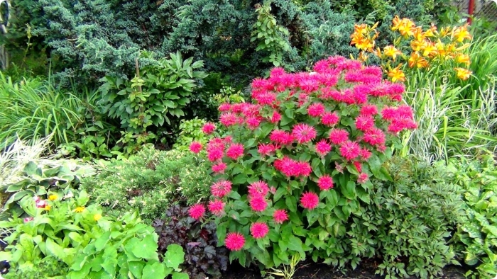 Монарда цветок многолетники