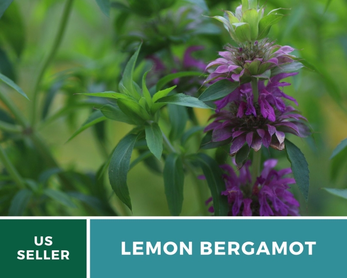 Монарда citriodora