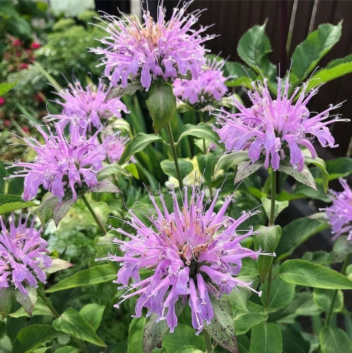 Monarda fistulosa