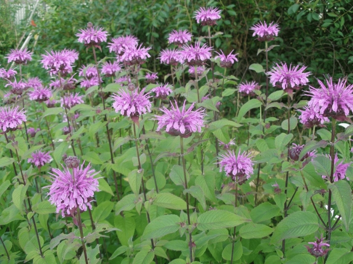 Монарда дудчатая