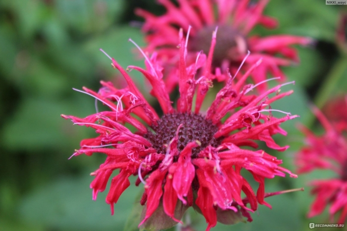 Монарда двойчатая