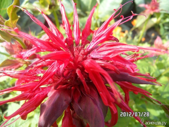 Морандо цветок