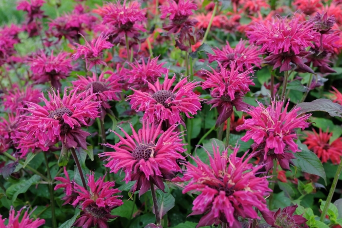 Монарда двойчатая