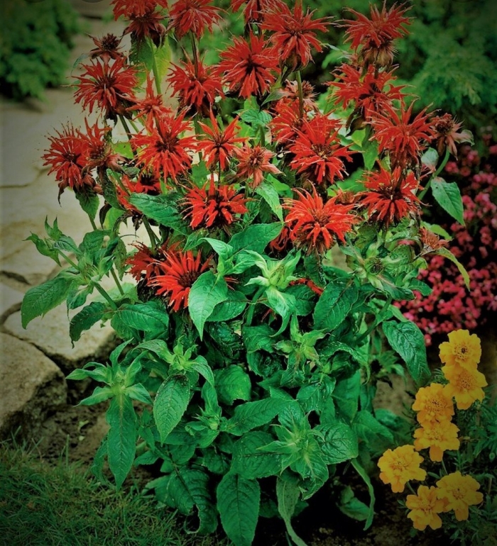 Монарда двойчатая бергамот